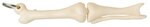 Knee Joint Bone Keyring - White