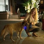 LED Clip-on Pet Safety Light -  